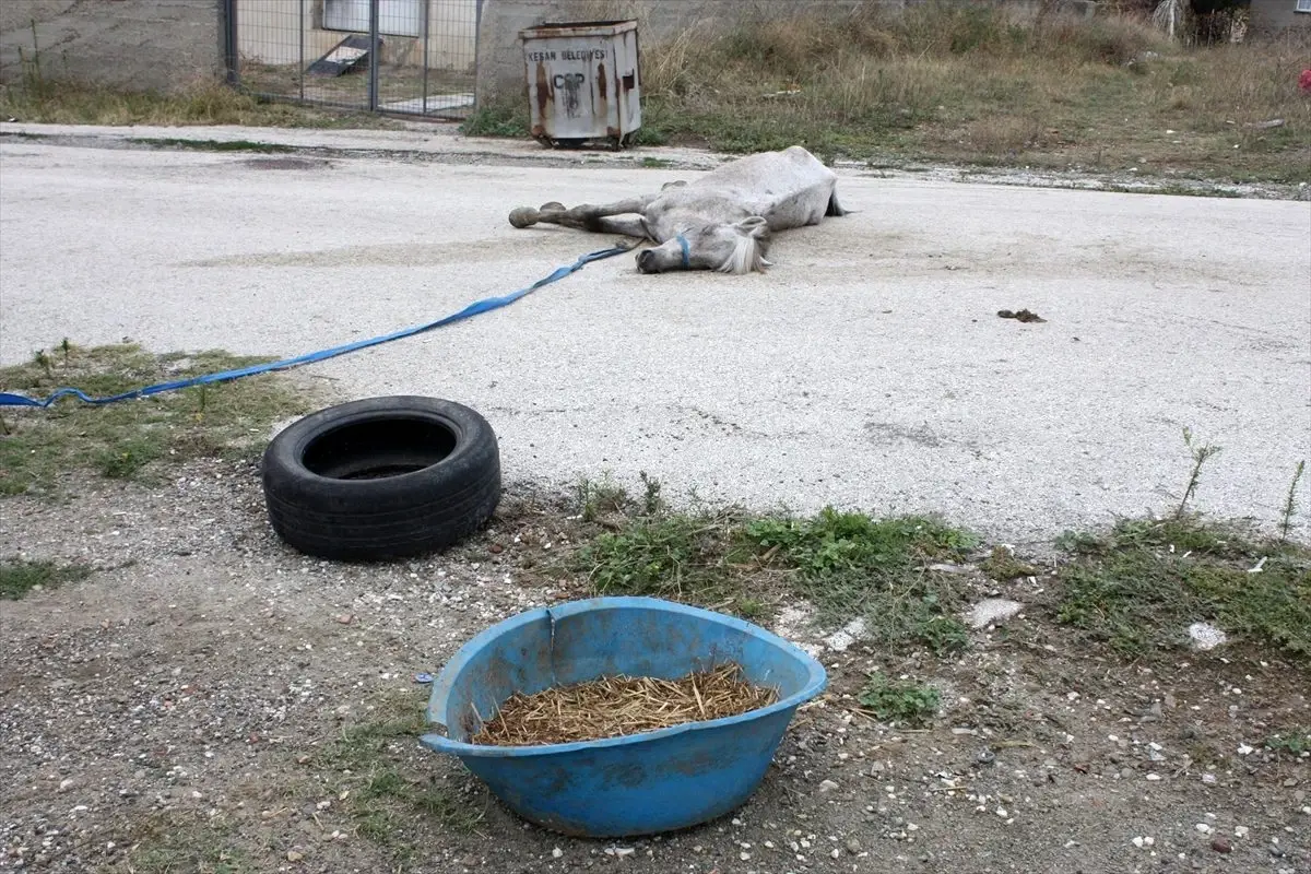 Yola bırakılan telef olmuş atı belediye ekipleri kaldırdı