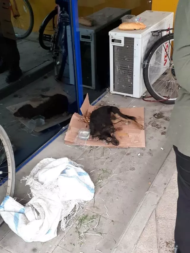 Zehirledikleri sokak köpeğini poşet içinde ölüme terk ettiler
