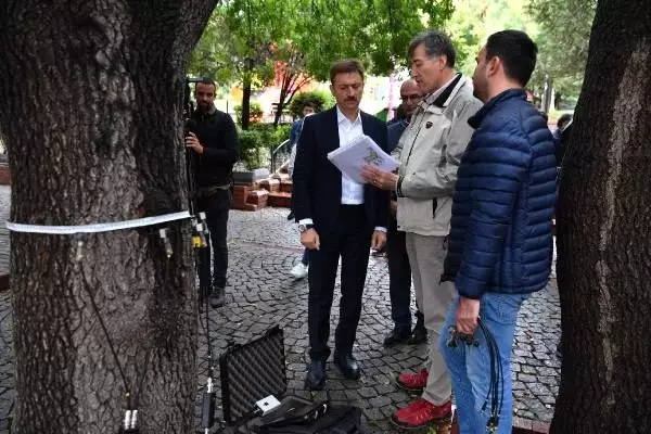 Bahçelievler'de ağaçların röntgeni ve tomografisi çekildi