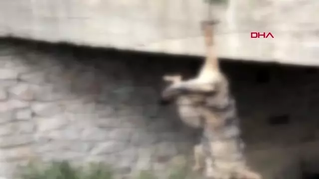 Bayburt korkuluklarına asılı kurt ölüsünün sırrı çözüldü