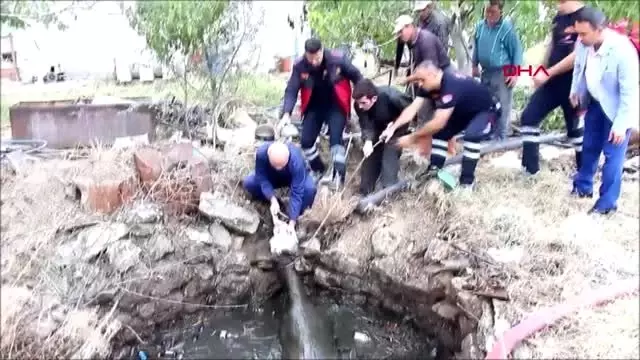 Burdur foseptiğe düşen inek ve kaplumbağa kurtarıldı Burdur foseptiğe düşen inek ve kaplumbağa kurtarıldı