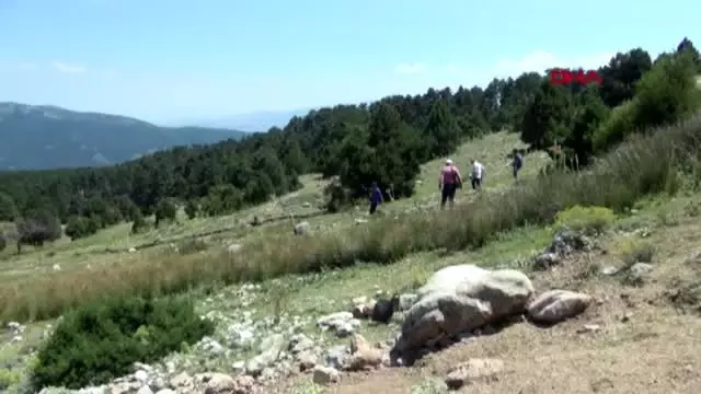 Denizli endemik tür 'tavas kurbağası' tel örgüyle korunacak Denizli endemik tür 'tavas kurbağası' tel örgüyle korunacak