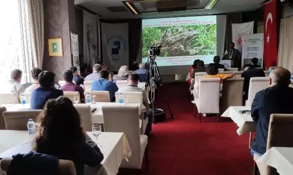 Endemik tür 'tavas kurbağası' tel örgüyle korunacak Endemik tür 'tavas kurbağası' tel örgüyle korunacak