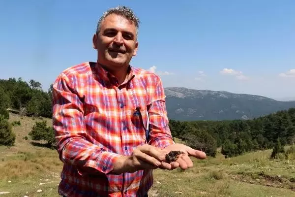 Endemik tür 'tavas kurbağası' tel örgüyle korunacak Endemik tür 'tavas kurbağası' tel örgüyle korunacak