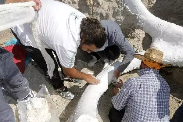 Finlandiyalı uzman, Kayseri'deki 7,5 milyon yıllık fosili inceleyecek Finlandiyalı uzman, Kayseri'deki 7,5 milyon yıllık fosili inceleyecek