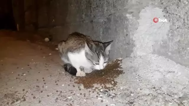 Hayatını sokak hayvanlarına adadı Hayatını sokak hayvanlarına adadı