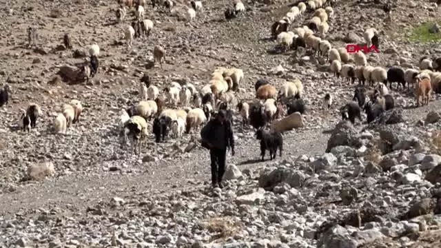 Van yayladan koyunlarla zorlu yolculuk başladı Van yayladan koyunlarla zorlu yolculuk başladı