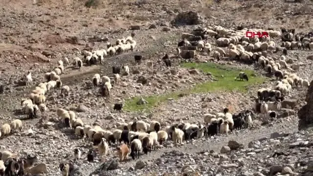 Van yayladan koyunlarla zorlu yolculuk başladı Van yayladan koyunlarla zorlu yolculuk başladı