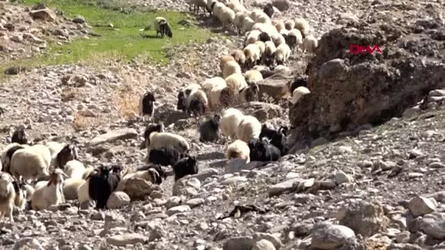 Van yayladan koyunlarla zorlu yolculuk başladı Van yayladan koyunlarla zorlu yolculuk başladı