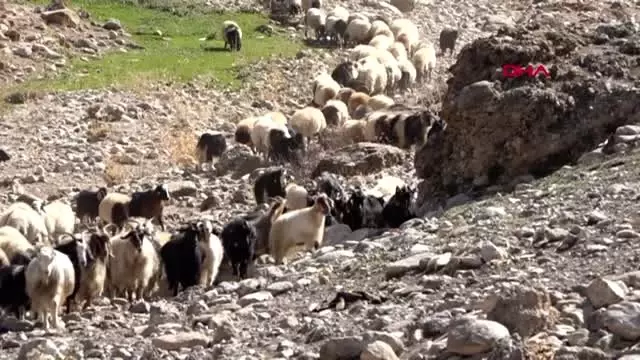 Van yayladan koyunlarla zorlu yolculuk başladı Van yayladan koyunlarla zorlu yolculuk başladı