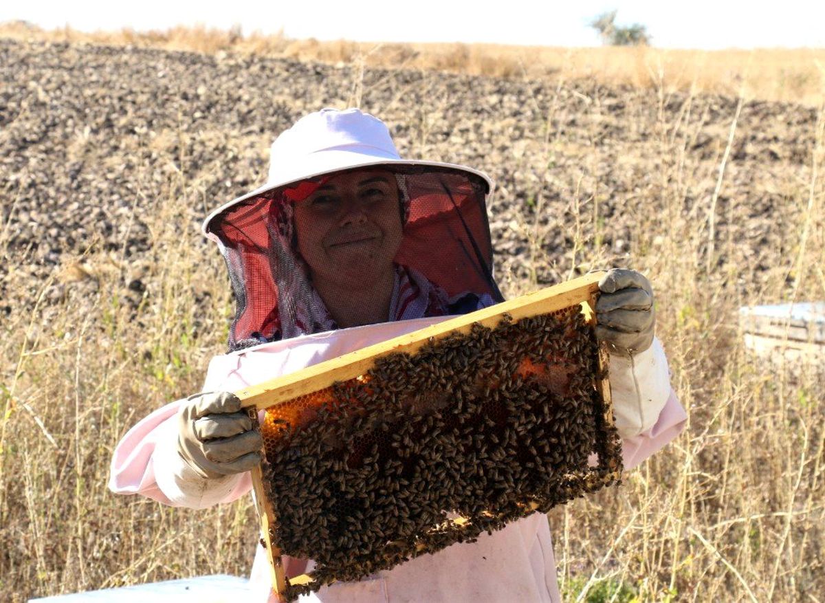 Arı fobisi işe dönüştü yılda 750 kilo bal üretiyor