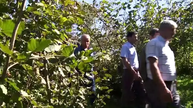 Doğru gübreleme ve budama fındıkta verimi artırıyor