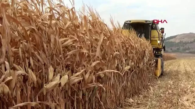 Gaziantep islahiye ve nurdağı'nda mısır hasadı başladı