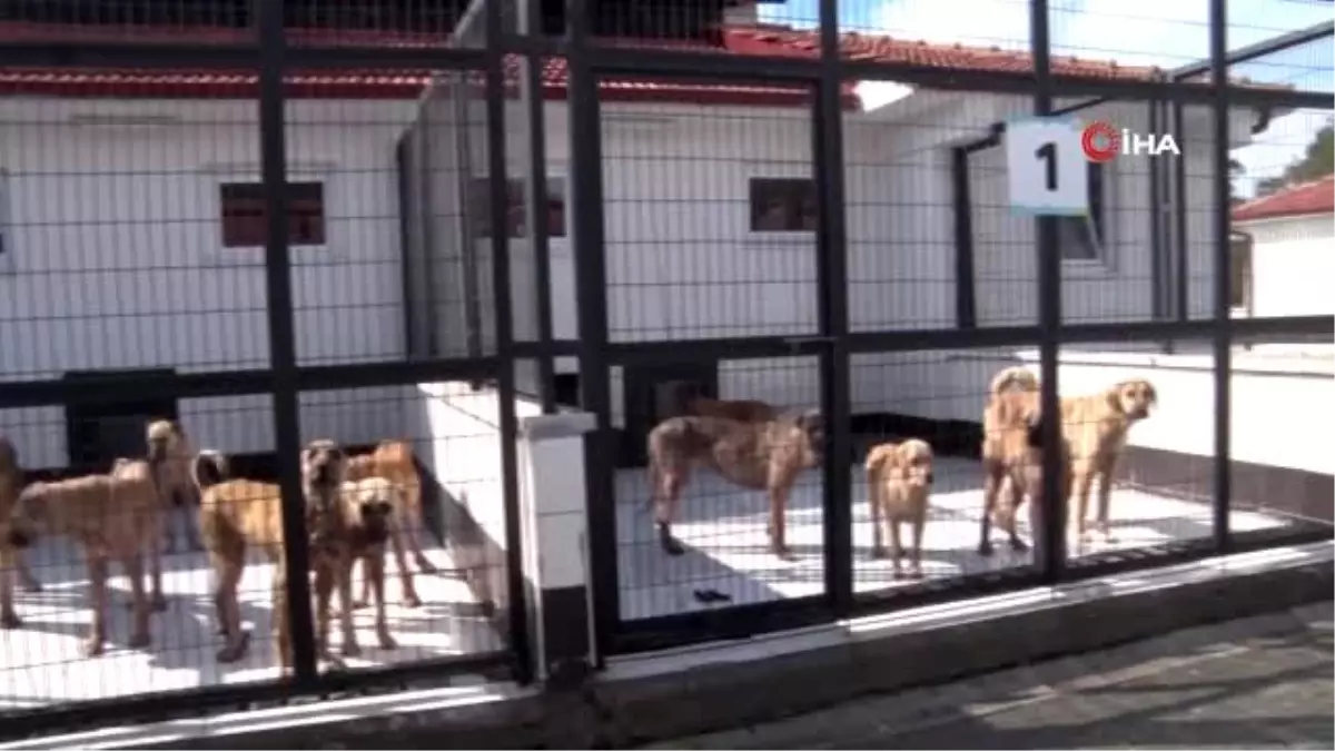 Kaderine terk edilen sokak köpekleri 5 yıldızlı konfora kavuştu Haberler