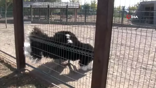 Kayseri Hayvanat Bahçesi 270 bin kişiyi ağırladı Kayseri Hayvanat Bahçesi 270 bin kişiyi ağırladı