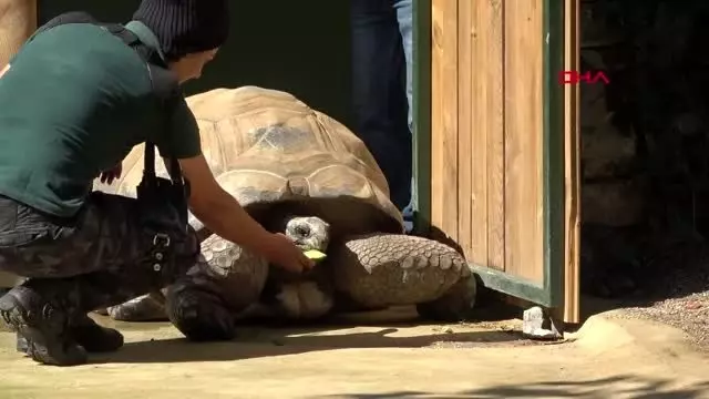 Kocaeli türkiye'nin en yaşlı kaplumbağası 'tuki' Kocaeli türkiye'nin en yaşlı kaplumbağası 'tuki'