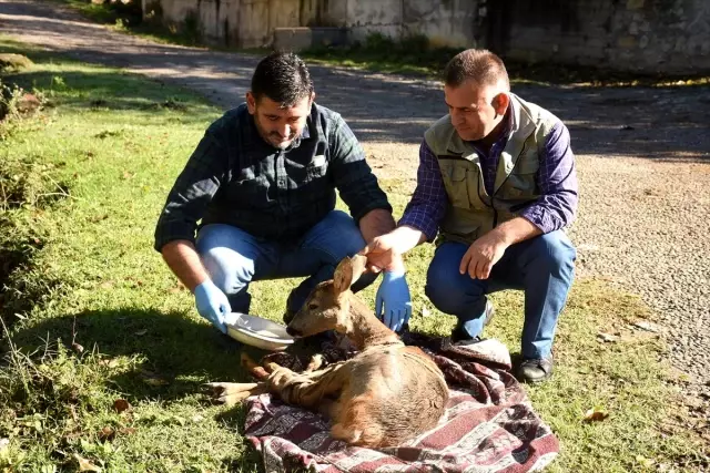 Köpeklerin saldırdığı karacayı köylü çift kurtardı Köpeklerin saldırdığı karacayı köylü çift kurtardı