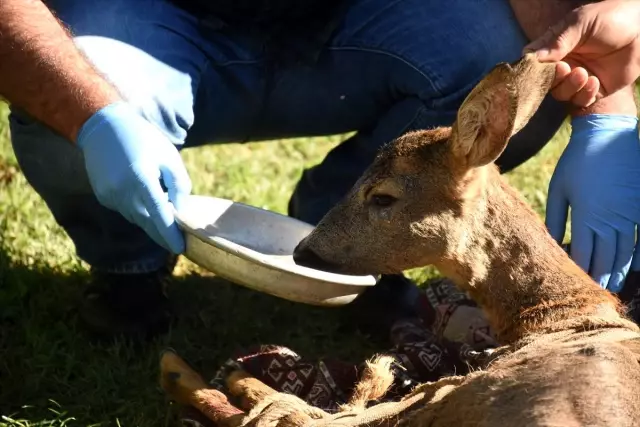Köpeklerin saldırdığı karacayı köylü çift kurtardı Köpeklerin saldırdığı karacayı köylü çift kurtardı