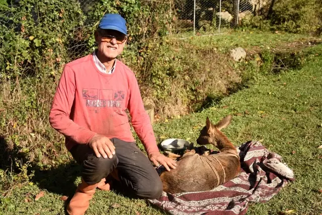 Köpeklerin saldırdığı karacayı köylü çift kurtardı Köpeklerin saldırdığı karacayı köylü çift kurtardı