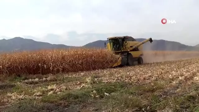 Mısırda yüksek rekolte sevinci Mısırda yüksek rekolte sevinci