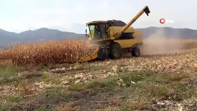 Mısırda yüksek rekolte sevinci Mısırda yüksek rekolte sevinci
