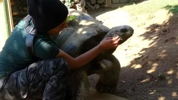 Türkiye'nin en yaşlı kaplumbağası 'tuki' Türkiye'nin en yaşlı kaplumbağası 'tuki'
