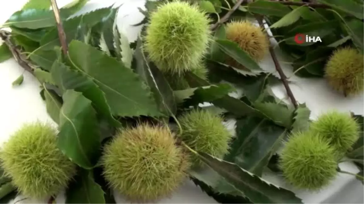 Aydın'da sezonun ilk kestanesi borsaya teslim edildi