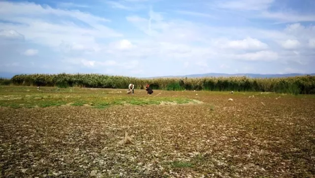 İznik gölü çekildi, balık ağları ortaya çıktı İznik gölü çekildi, balık ağları ortaya çıktı