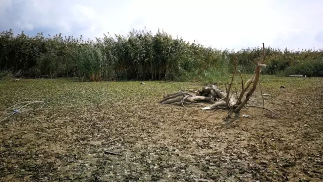 İznik gölü çekildi, balık ağları ortaya çıktı İznik gölü çekildi, balık ağları ortaya çıktı