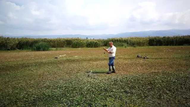 İznik gölü çekildi, balık ağları ortaya çıktı İznik gölü çekildi, balık ağları ortaya çıktı