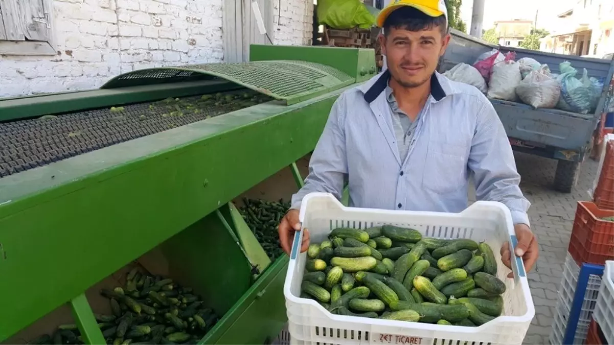 Turşuluk salatalıkta üretici bu yıl umduğunu bulamadı