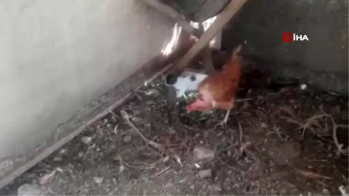 Yavru kediyi sahiplenen tavuk görenleri şaşırttı Haberler
