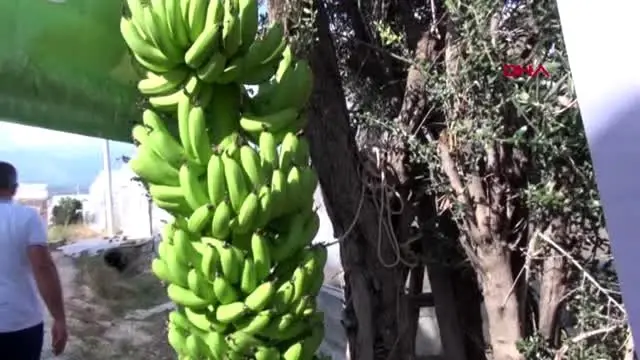 Antalya demre'de 40 yıl sonra muz üretildi Antalya demre'de 40 yıl sonra muz üretildi