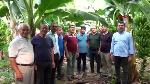 Antalya demre'de 40 yıl sonra muz üretildi Antalya demre'de 40 yıl sonra muz üretildi