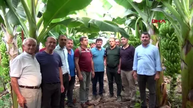 Antalya demre'de 40 yıl sonra muz üretildi Antalya demre'de 40 yıl sonra muz üretildi