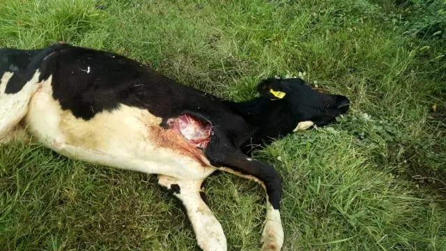 Başıboş köpeklerin saldırısına uğrayan buzağı telef oldu Başıboş köpeklerin saldırısına uğrayan buzağı telef oldu