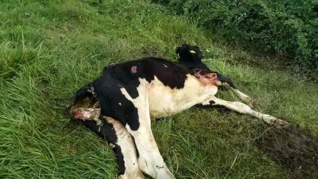 Başıboş köpeklerin saldırısına uğrayan buzağı telef oldu Başıboş köpeklerin saldırısına uğrayan buzağı telef oldu