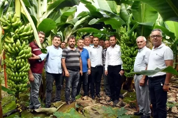 Demre'de 40 yıl sonra muz üretildi Demre'de 40 yıl sonra muz üretildi