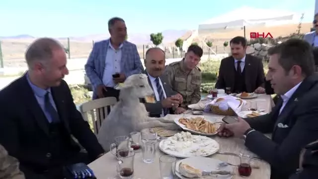 Sivas davetsiz misafir Sivas davetsiz misafir
