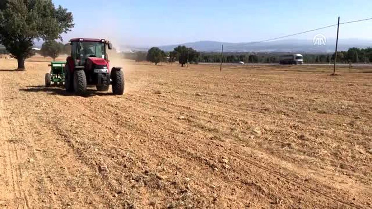 Uşak'ta kanola tarımı