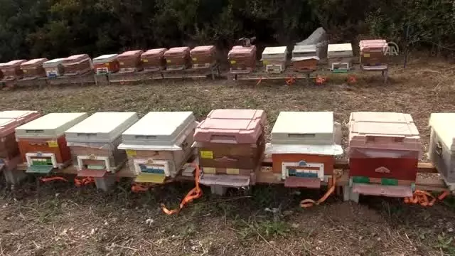 Genç Çiftçi Projesi memleketinde kalmasını sağladı - KASTAMONU Genç Çiftçi Projesi memleketinde kalmasını sağladı - KASTAMONU