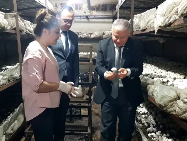 Mantarlarını aşkla üretiyorlar Mantarlarını aşkla üretiyorlar