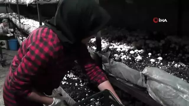 Mantarlarını aşkla üretiyorlar Mantarlarını aşkla üretiyorlar