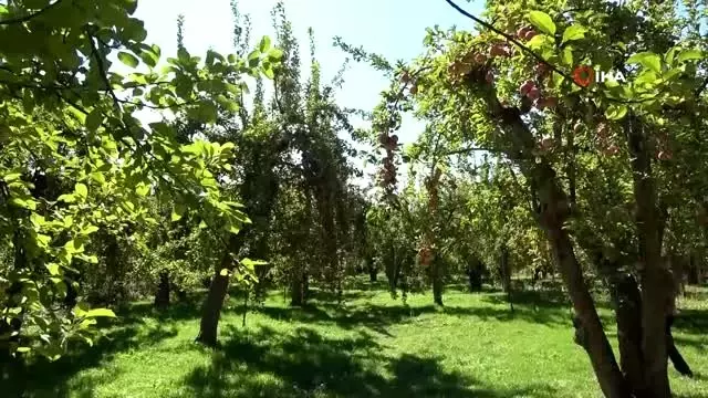 Niğde'de elma hasadı yapılıyor Niğde'de elma hasadı yapılıyor