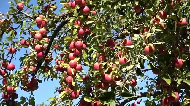 Niğde'de elma hasadı yapılıyor Niğde'de elma hasadı yapılıyor