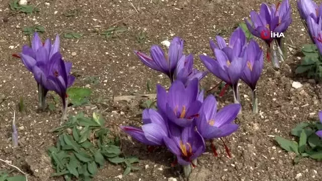Turistlerin yeni gözdesi 'safran tarlaları' Turistlerin yeni gözdesi 'safran tarlaları'