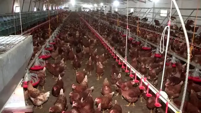 Yumurta ihracatçılarından ABD hamlesi - İZMİR