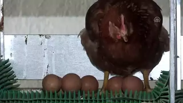 Yumurta ihracatçılarından ABD hamlesi - İZMİR Yumurta ihracatçılarından ABD hamlesi - İZMİR