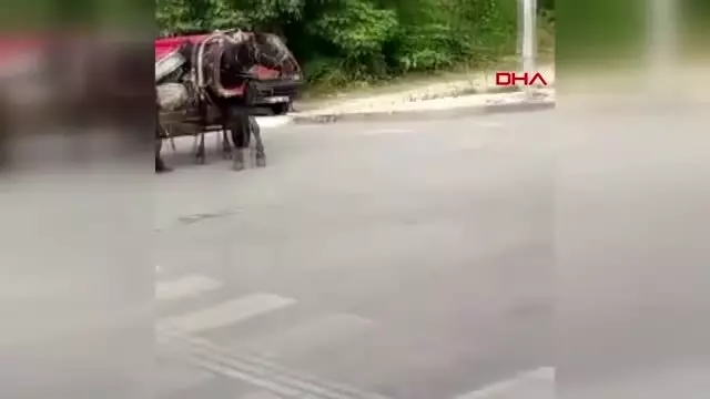 Ayağı sakat atla hurda toplayan kişiye tepki Ayağı sakat atla hurda toplayan kişiye tepki