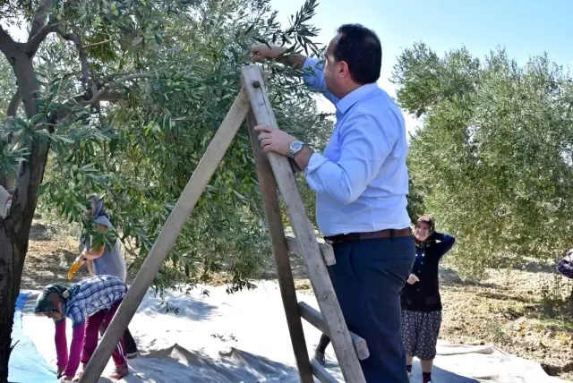 Başkan Dutlulu, çiftçilerle birlikte zeytin topladı